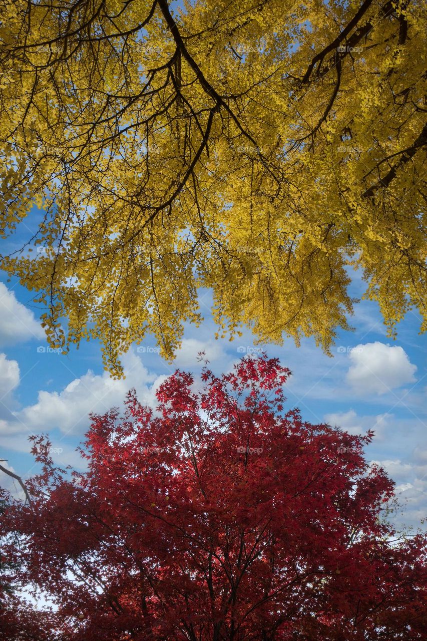 Beautiful red and yellow colour maple leaves