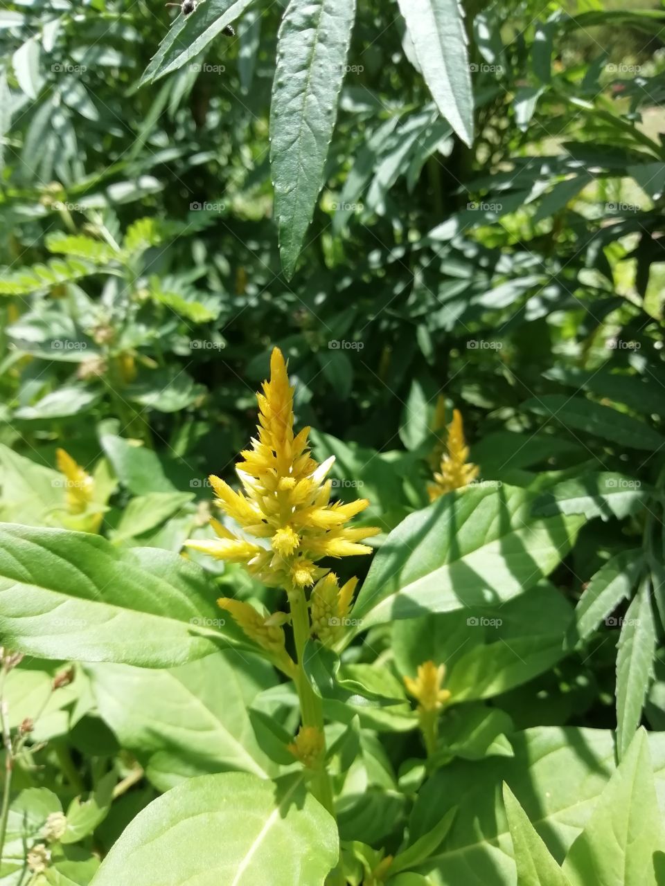 Go crazy with flowers # botanical Garden