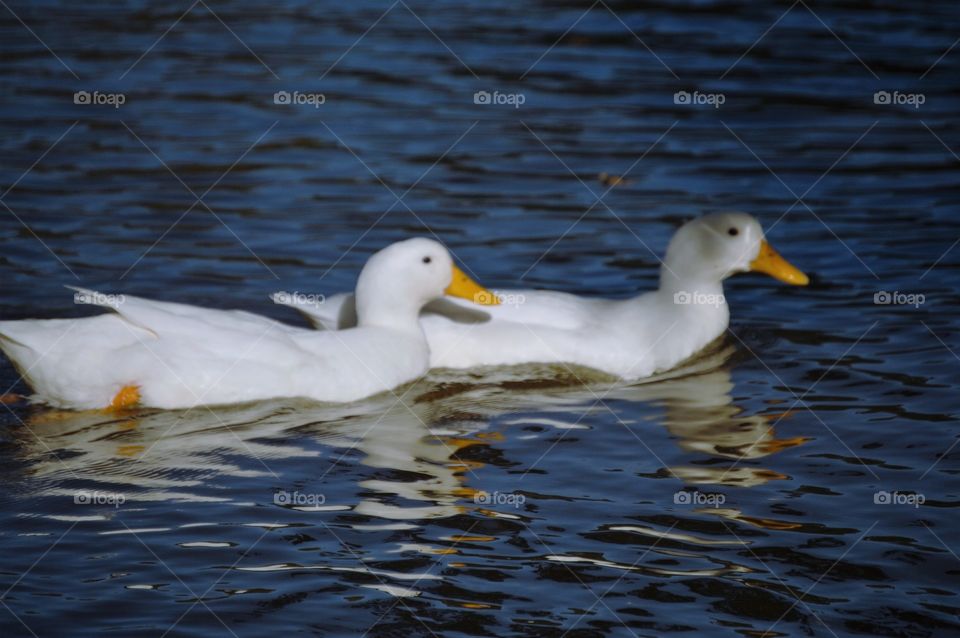 Two white ducks 