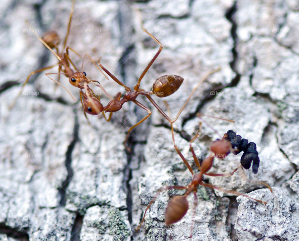 macro close up ants bark by sklarian