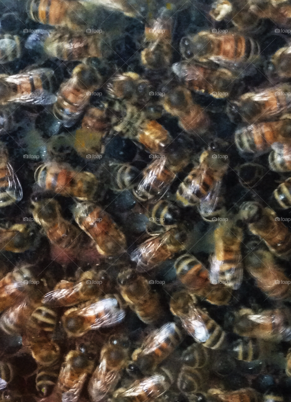 insect bee bees crowd by threeboydad