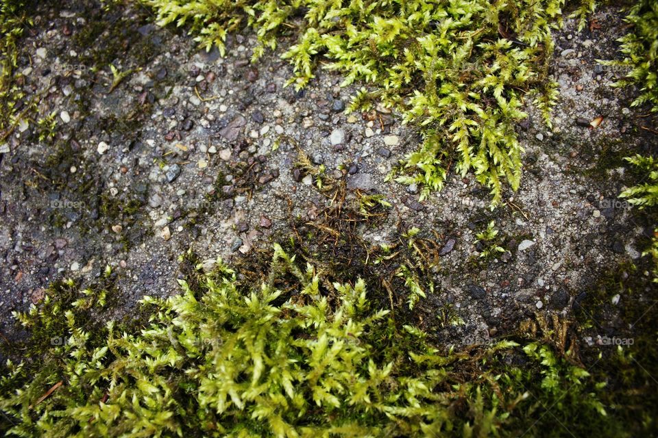 moss at stone