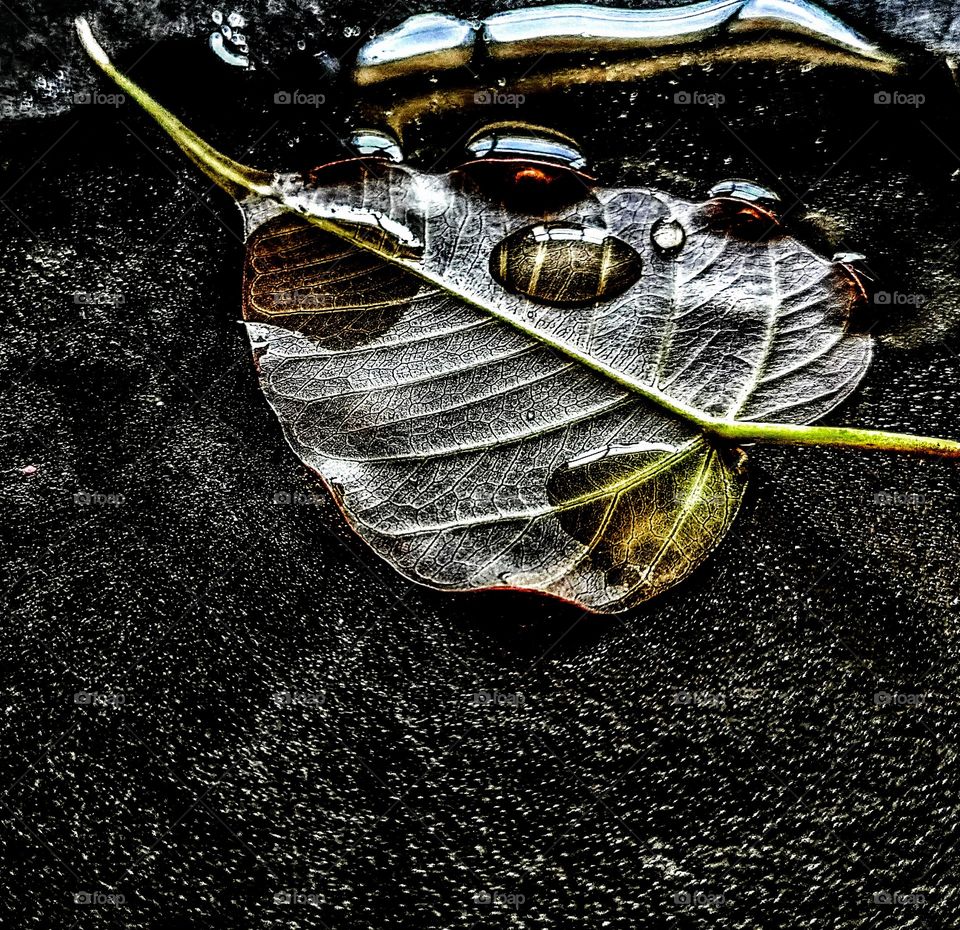 Leaf with water drops