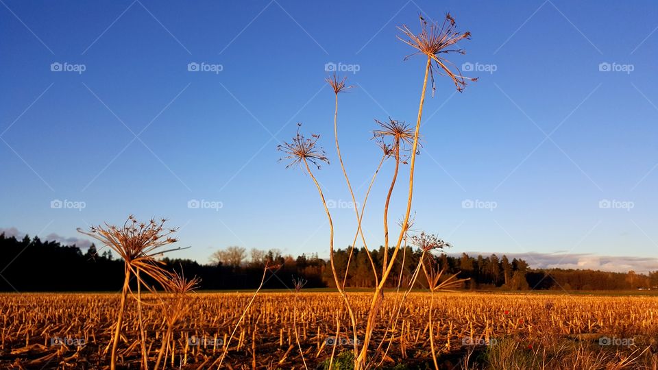 Dry plants and sky.