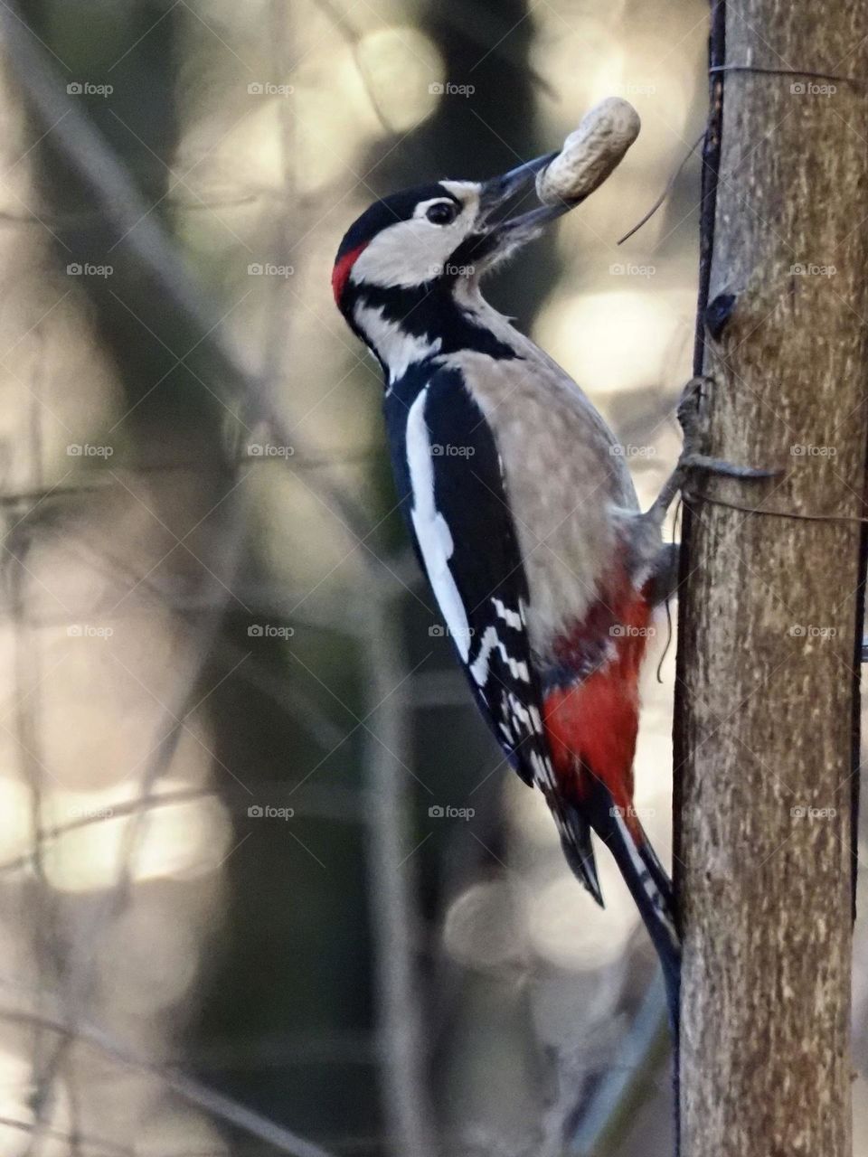 Woodpecker