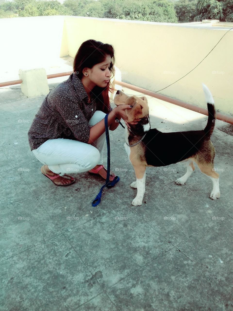 beagle  ...dog love ❤