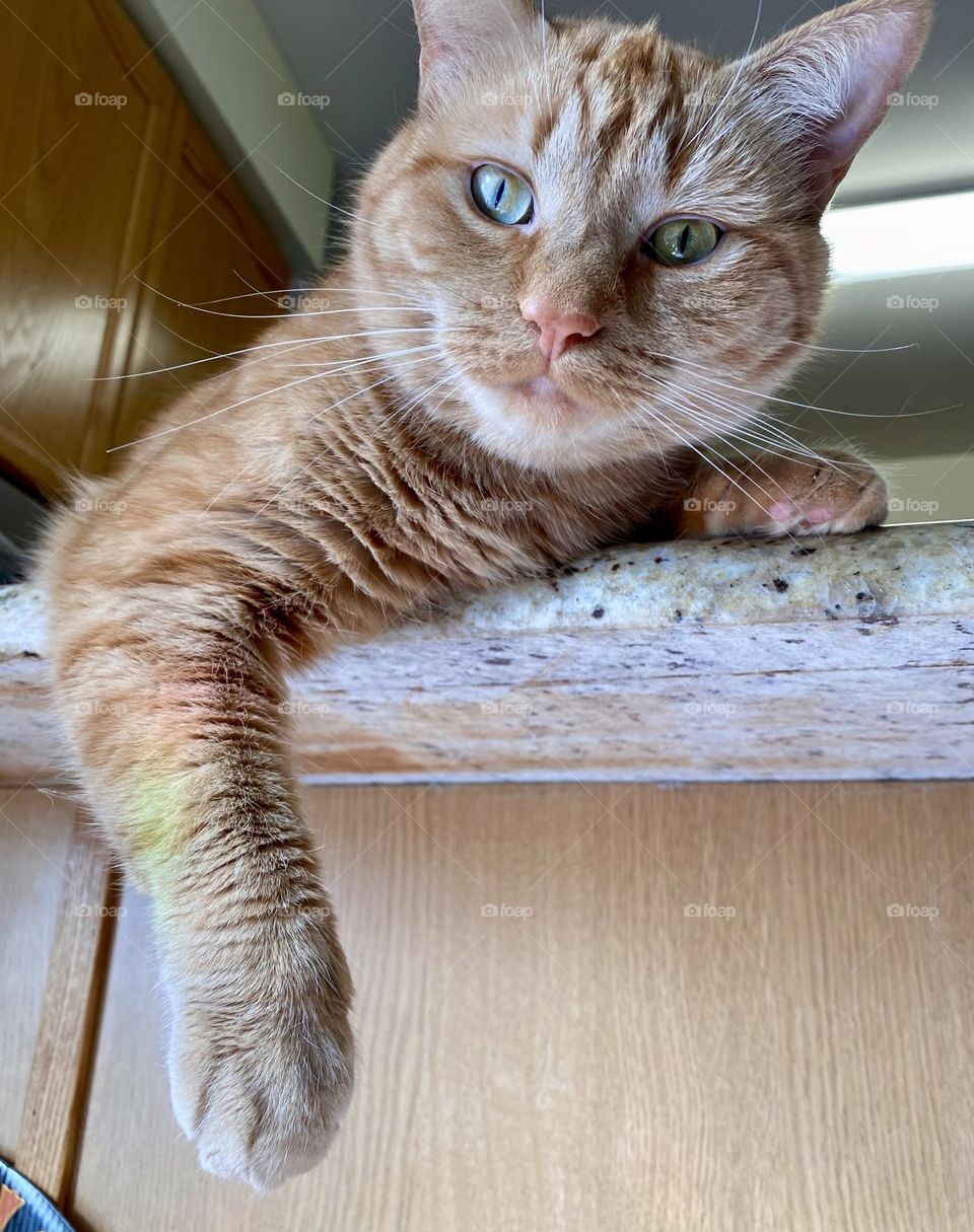 A cat sitting on the kitchen counter with one leg hanging over the edge