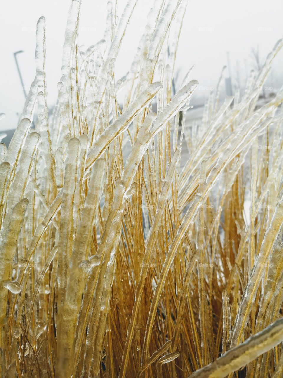 icy tall grass