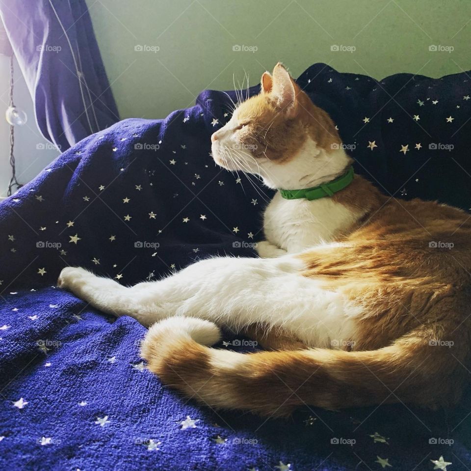 My beautiful orange kitty looks so great against the blue blanket backdrop. He’s gazing out of the window. 