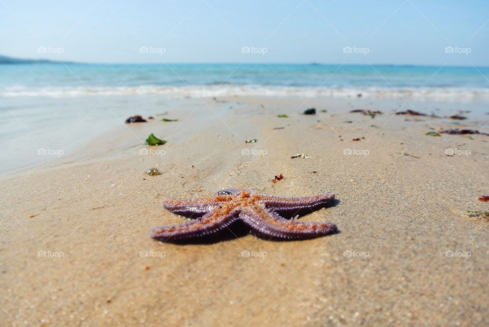 a starfish on the seashore