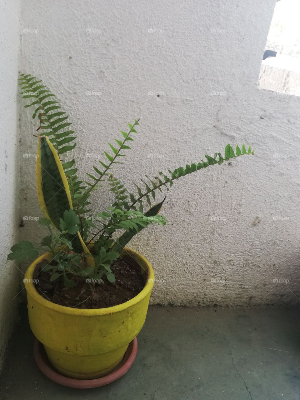 Indoor plant