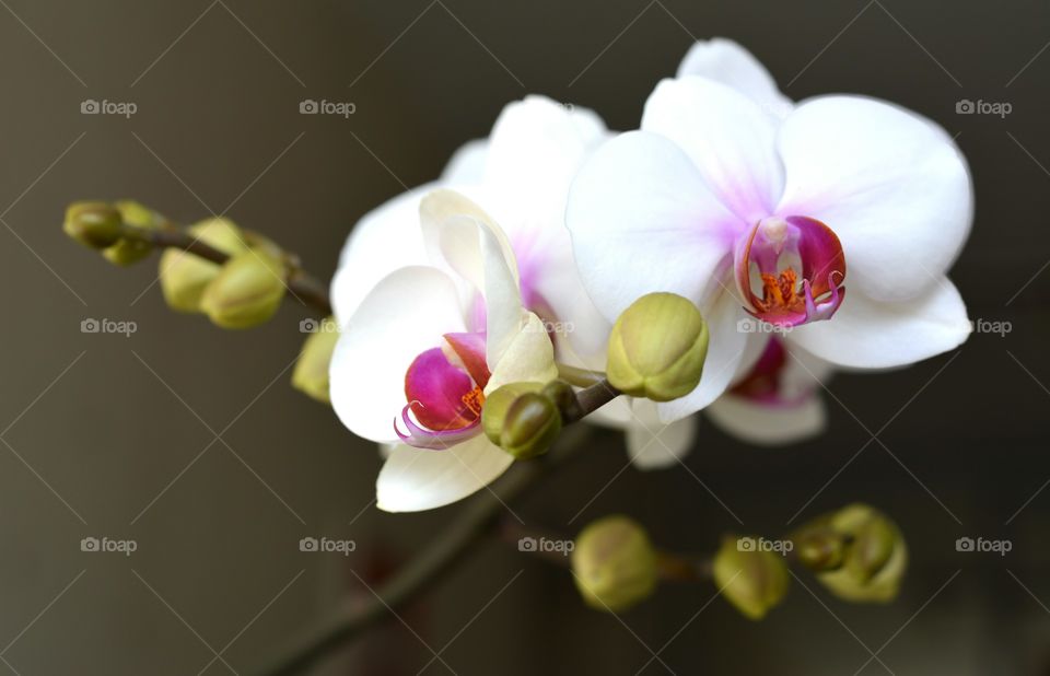 Flower, Nature, Flora, Orchids, Leaf