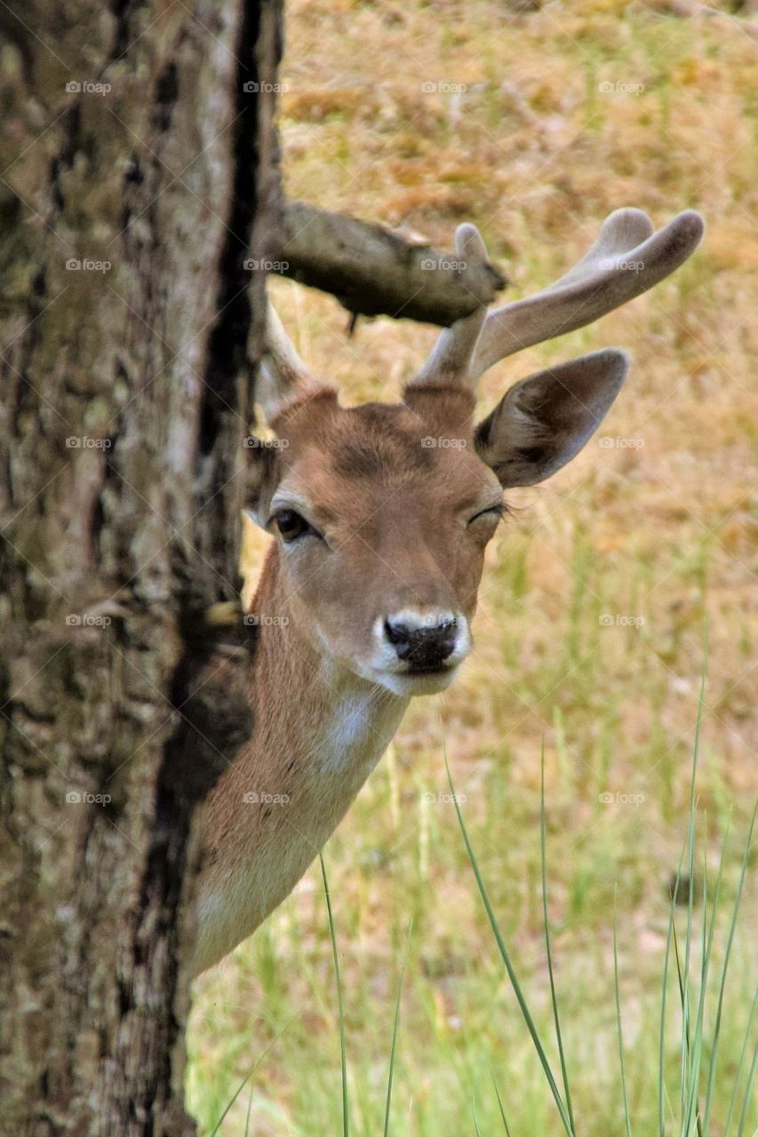 deer winking from behind a tree