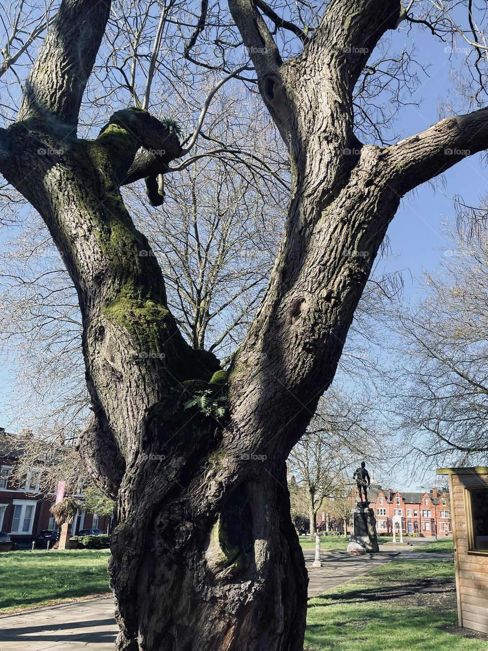 Tree that we could sit in