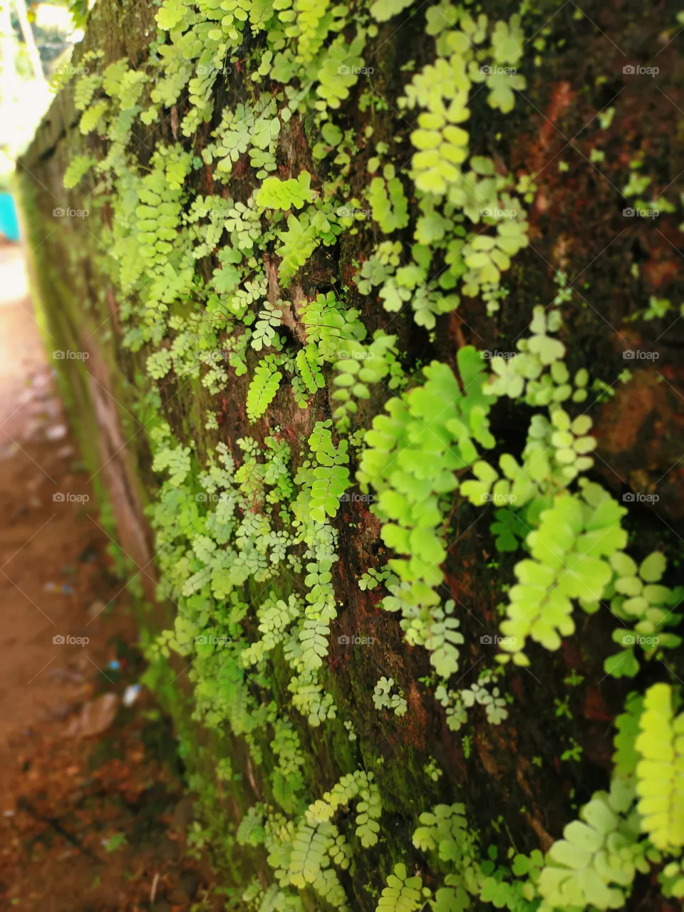 green leaf