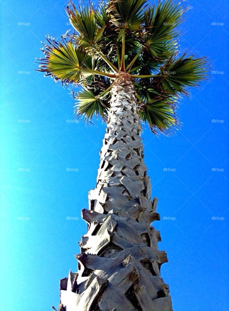 Palm tree