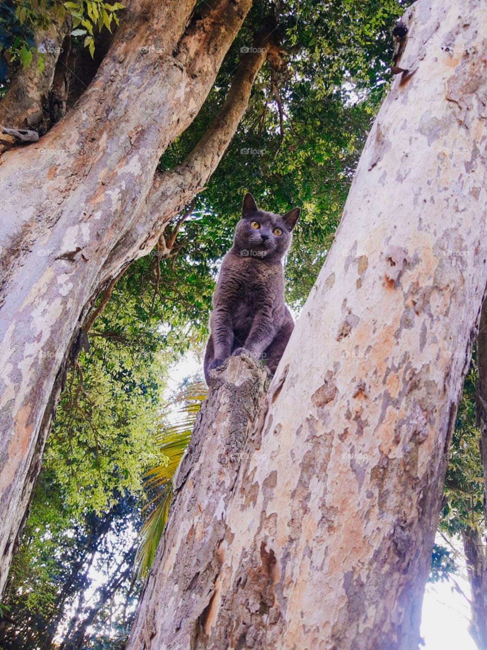 cat sitting on a tree