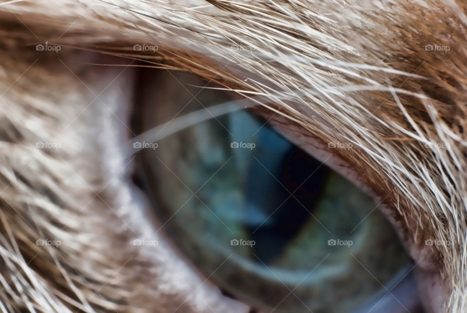 macro cat eye hair by ovrtn5