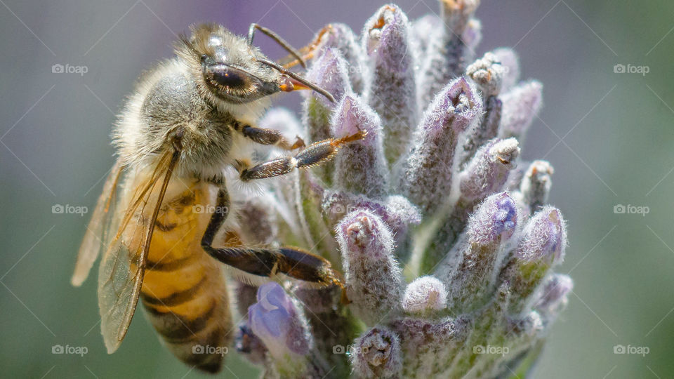 Abeja 🐝 Macrophoto