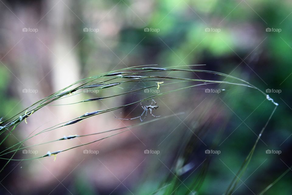 spider in the plant.