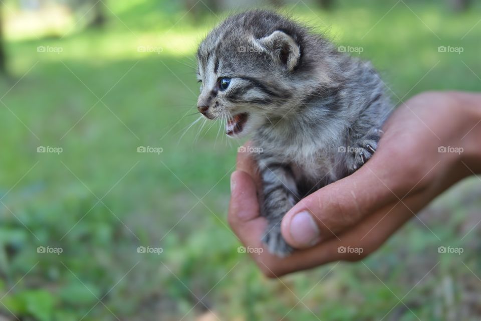 Kitten 