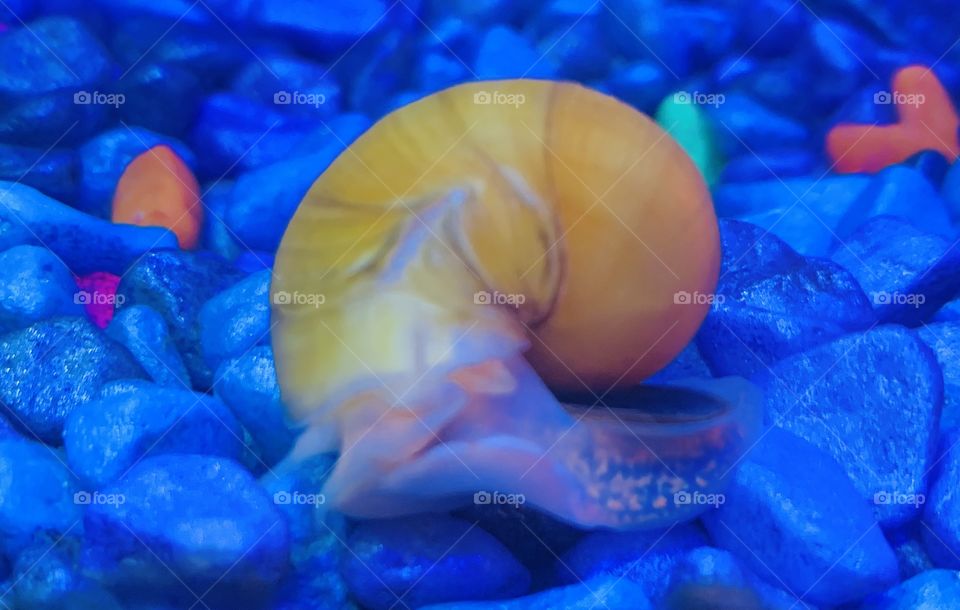 Pet snail 