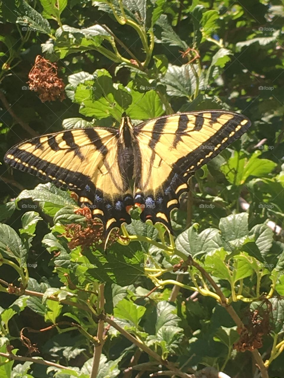 Yellowtail butterfly 