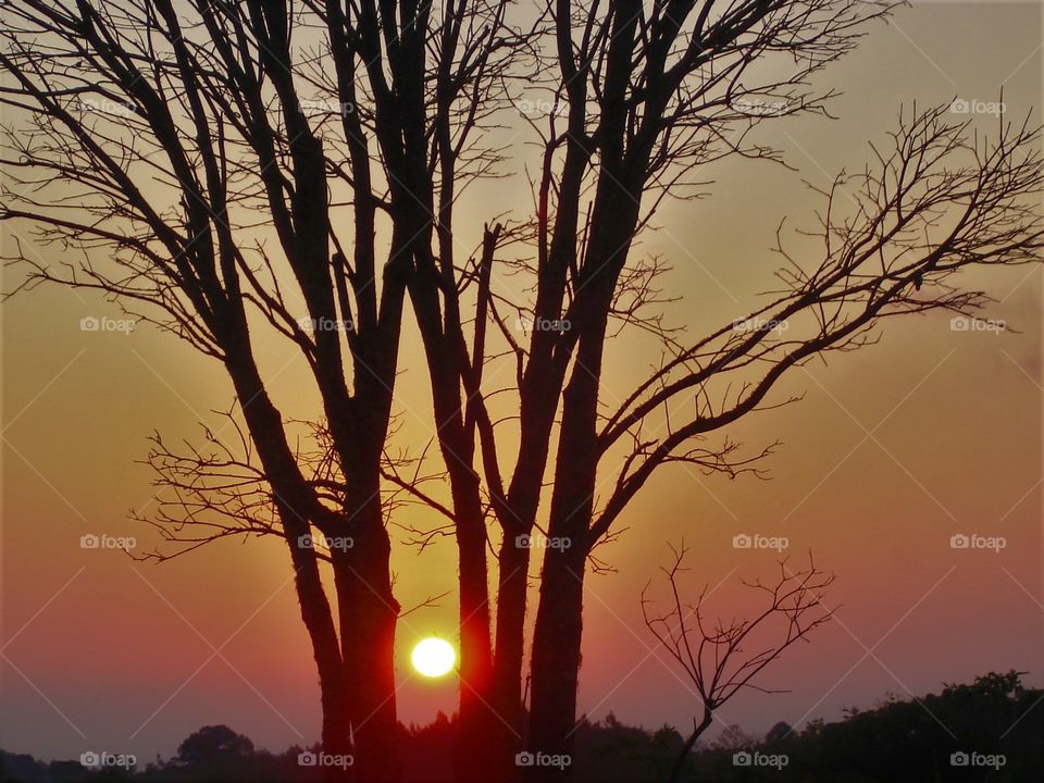 Sunset between trees. / Pôr do sol entre as árvores.