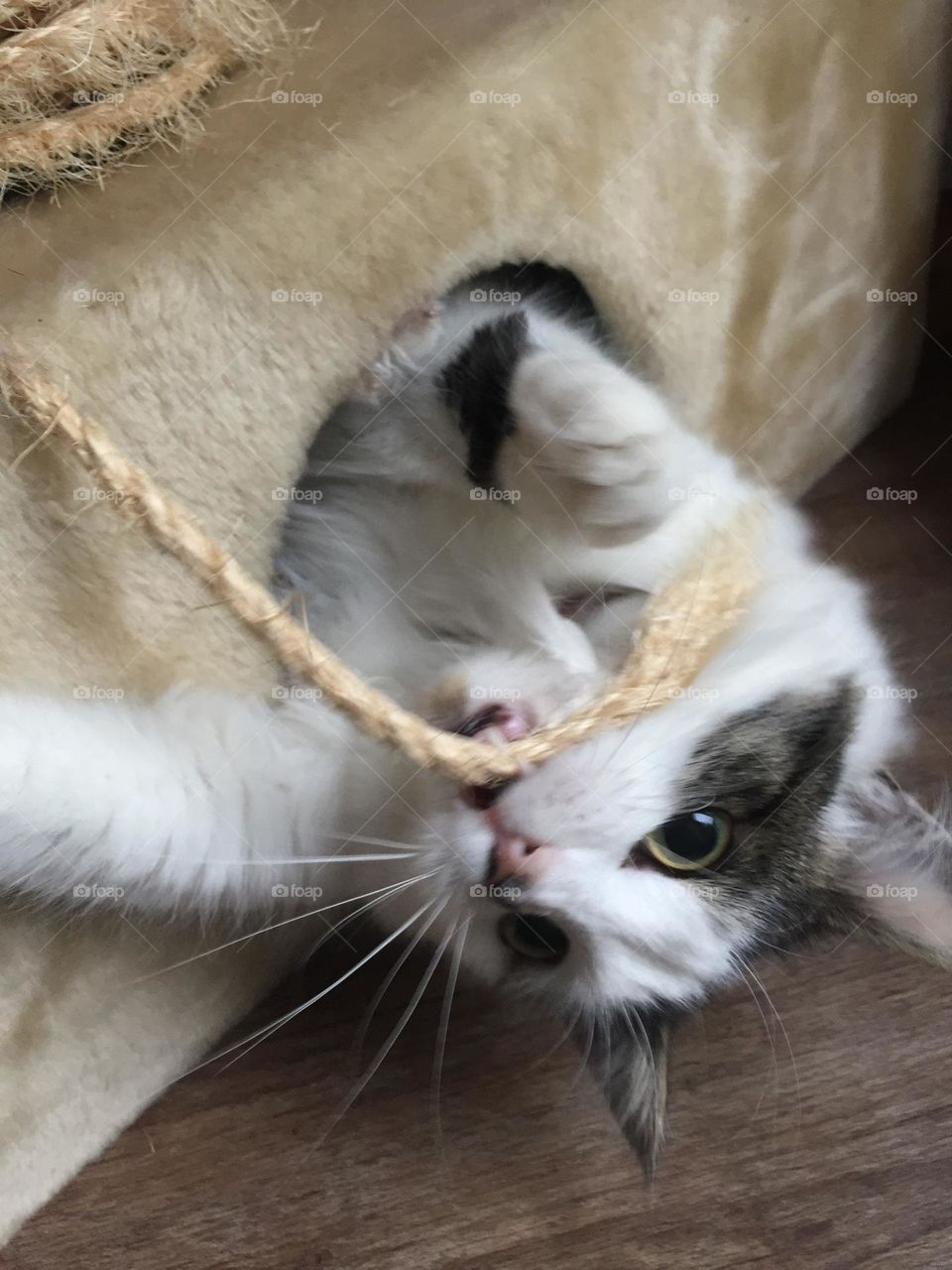 Cat enjoying playing