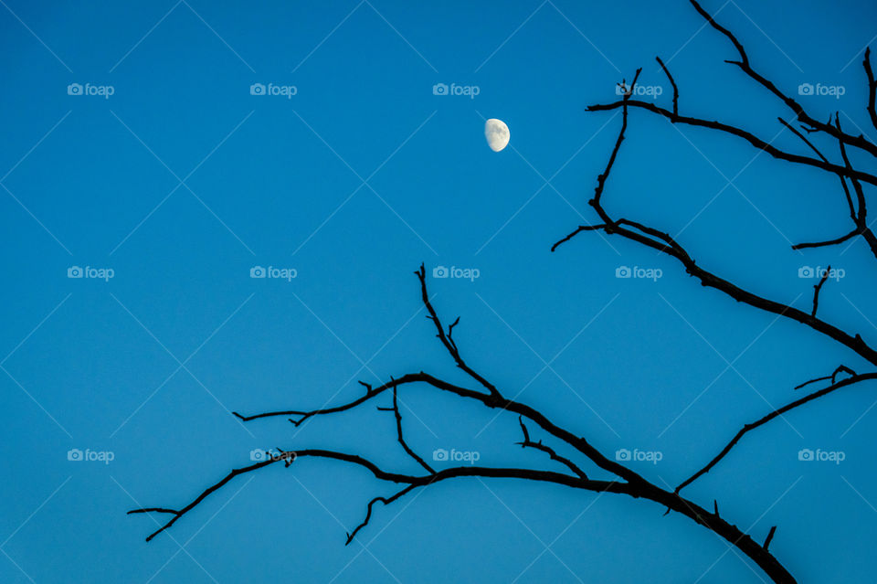 An incredible branch silhouette with the moon on sight on a dark night. 
