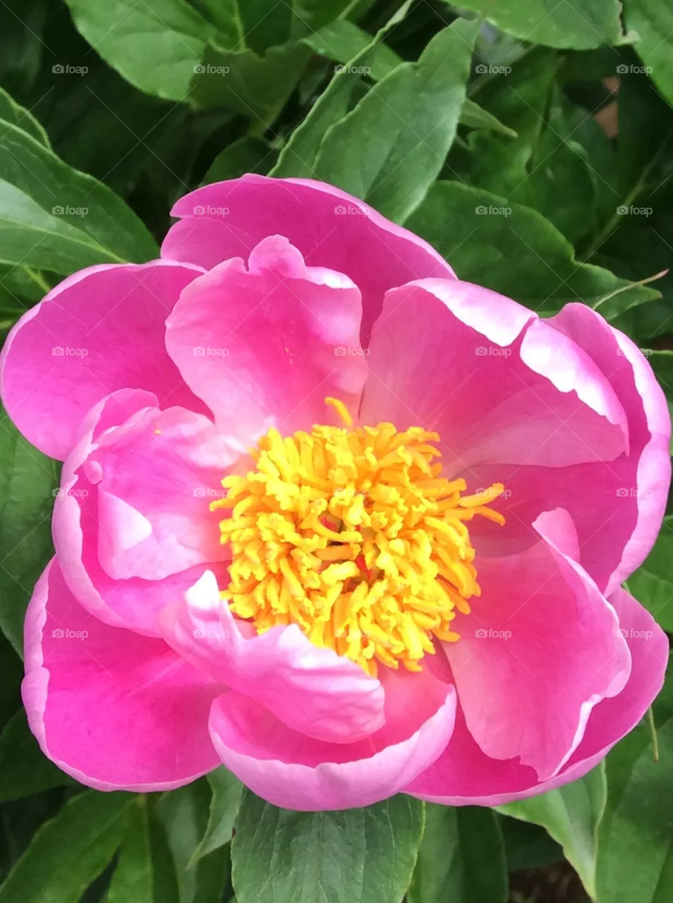 Peony