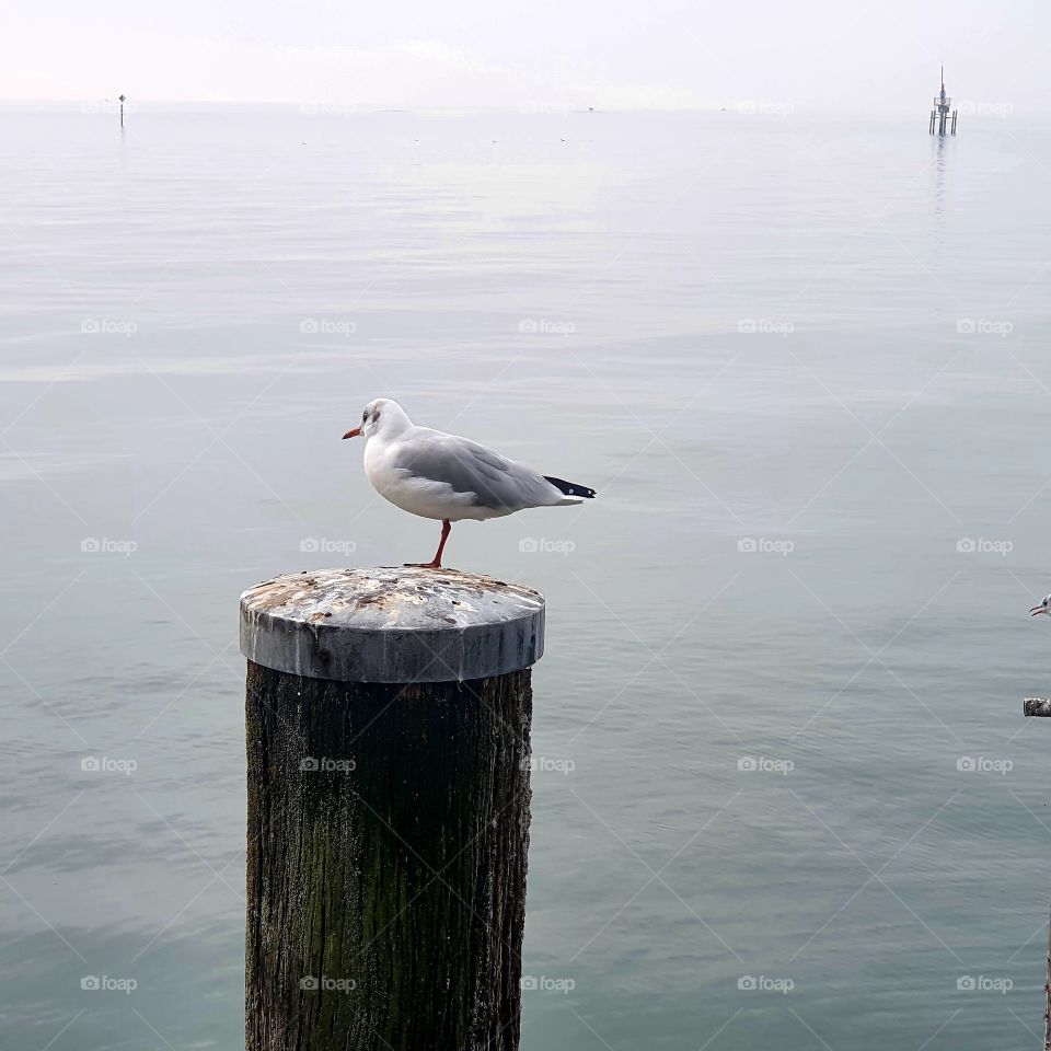 A small bird on a wooden pole standing in Lake Constance. Germany