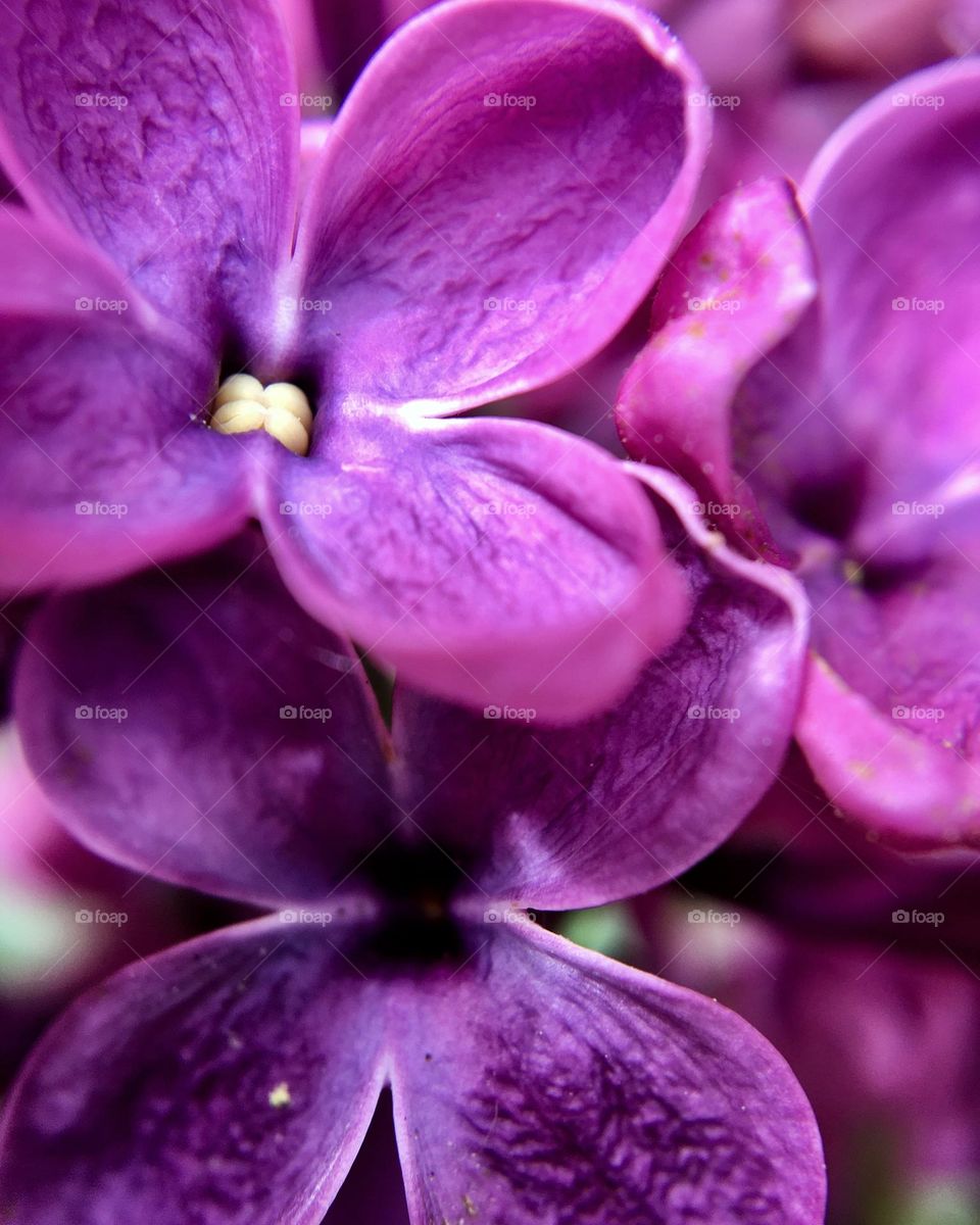 Macro photo of lilac flowers, bright purple color