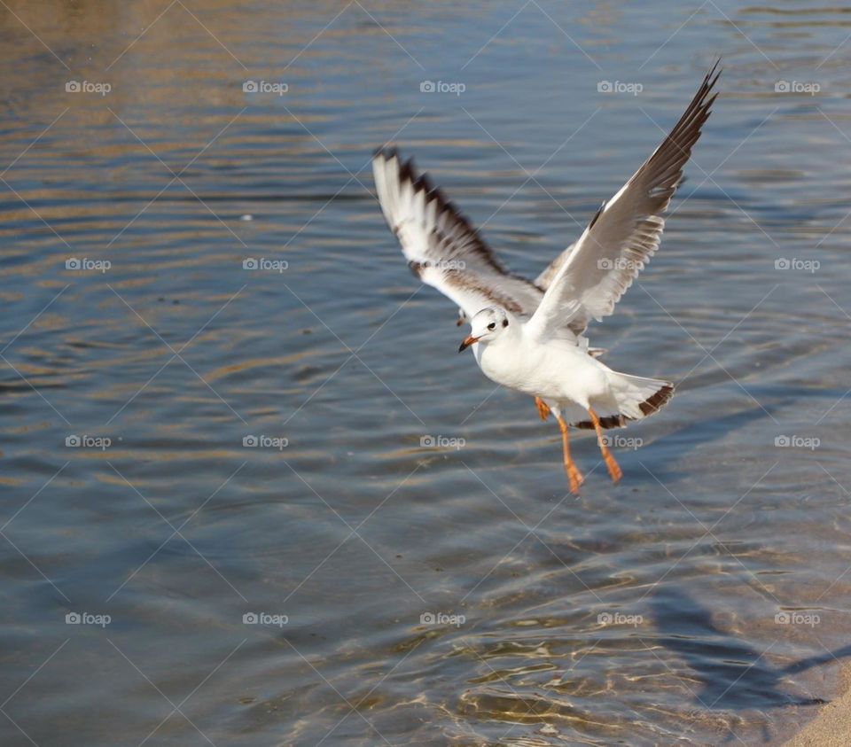 seagull