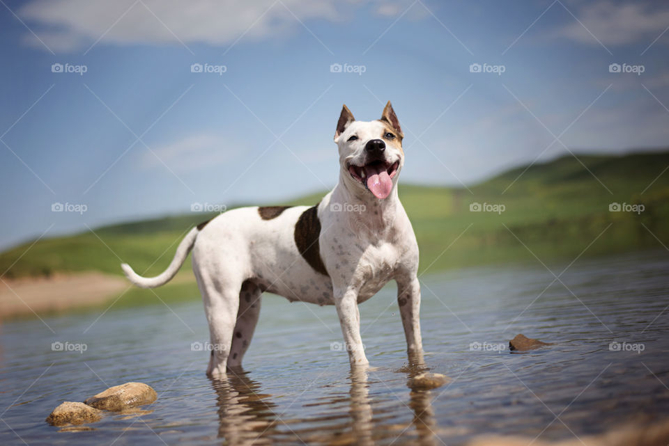 Dog standing in a lake