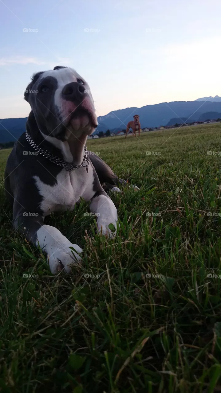 Capo 
