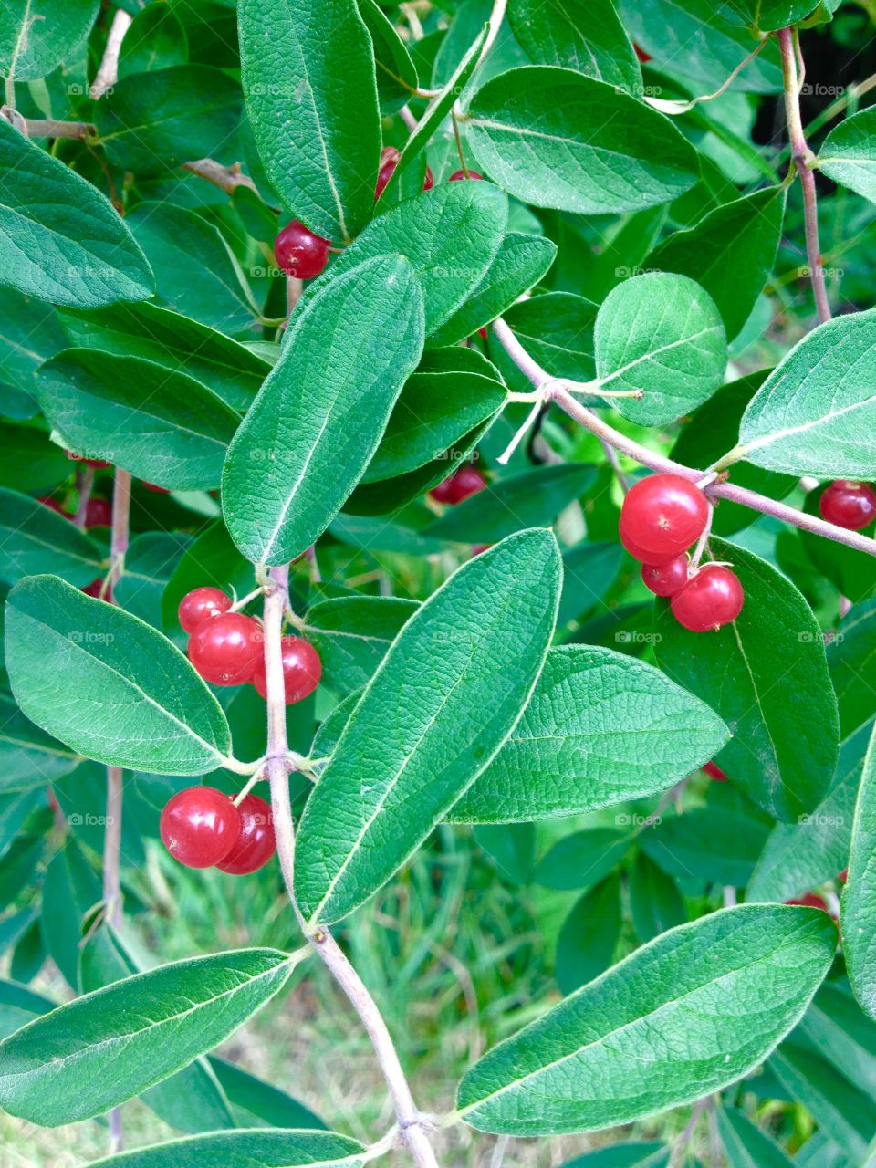 Colorful Berries