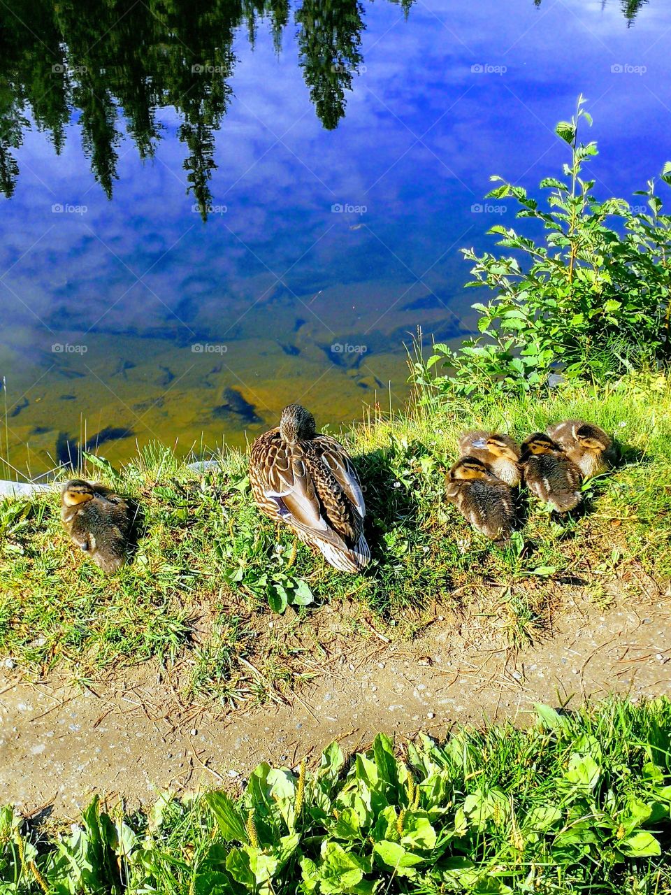 mom cane and her ducklings rest lelong lake
