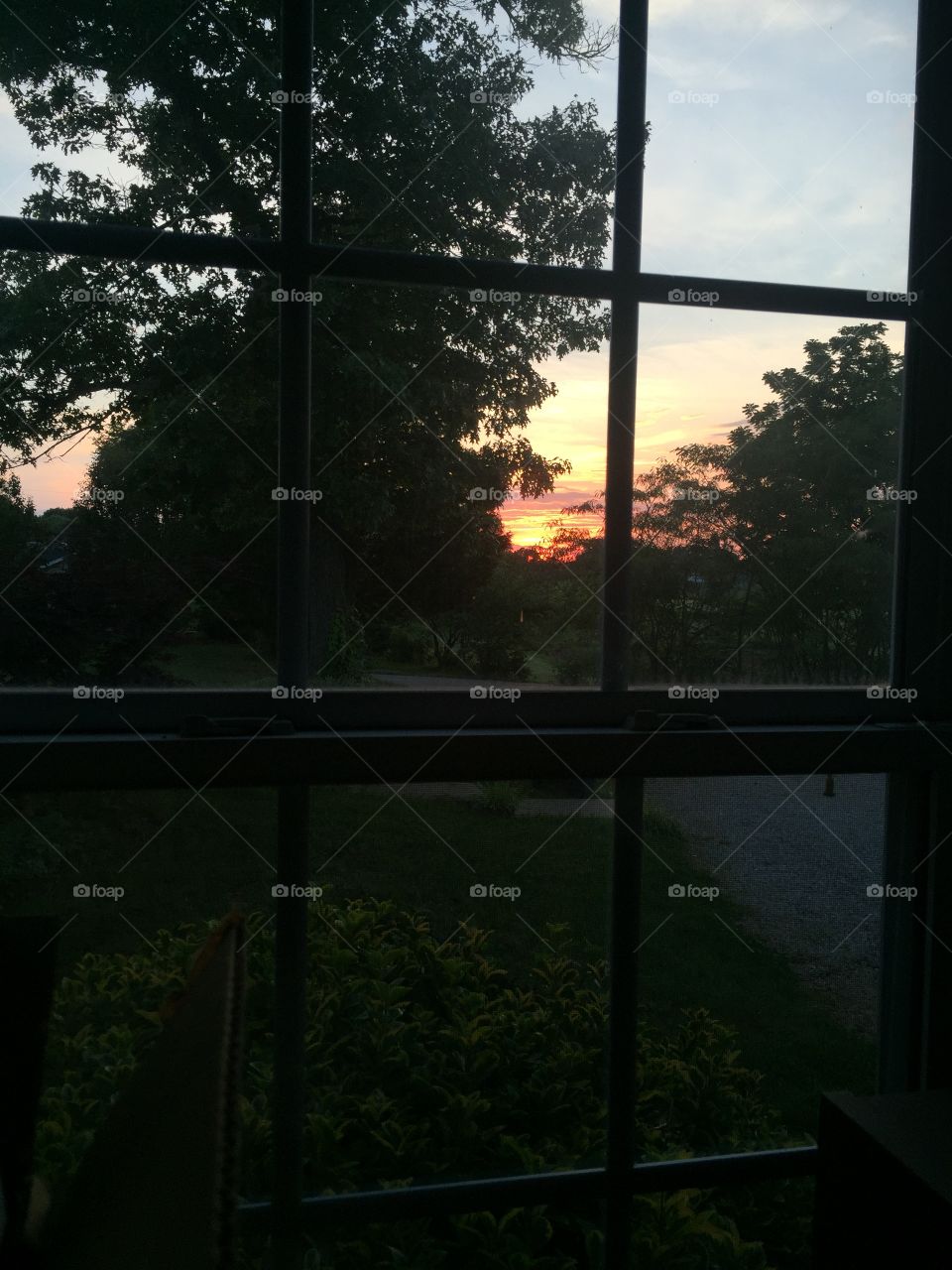 Window, No Person, Leaf, Tree, Light