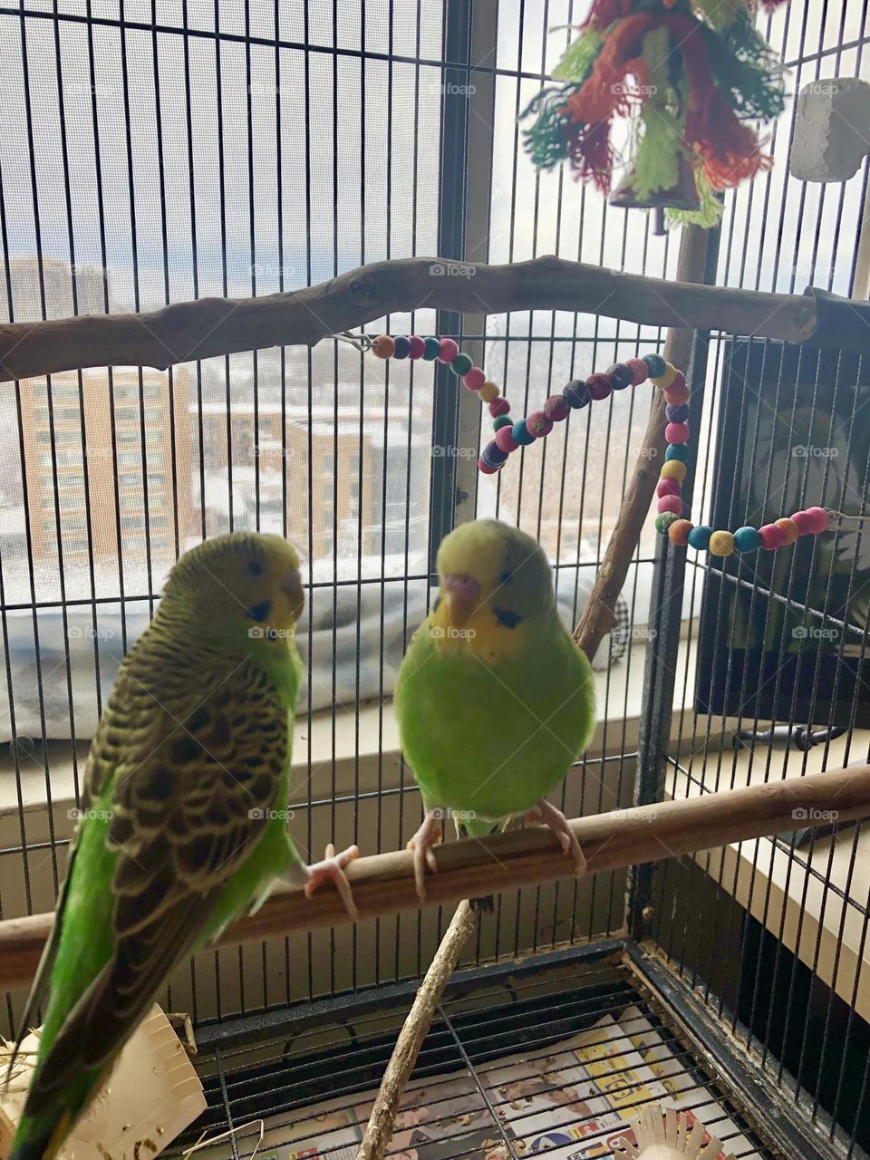 Chill time in the cage Kiwi and Coco together 