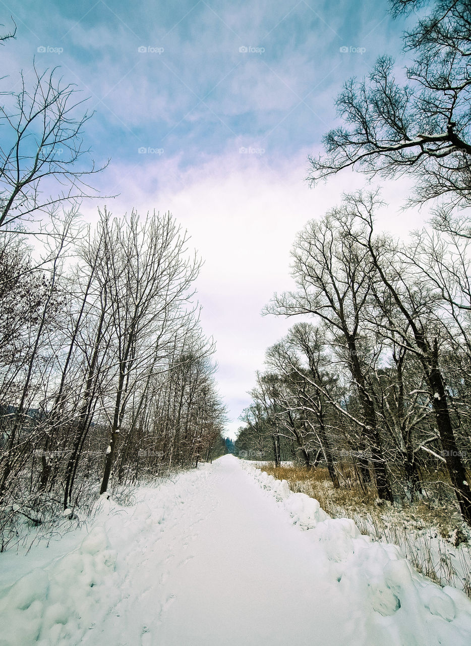 trees and snow