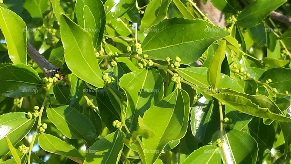 jujube flowers. jujube putting put in on flowers before fruit comes