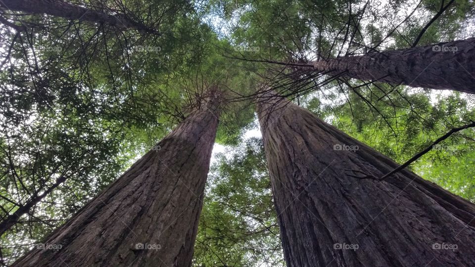 Sequoia Giants