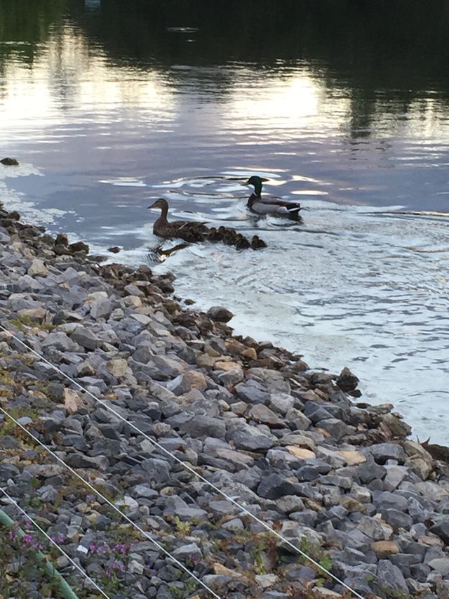 Ducks evening swim mallard ducks and duckling 🐥