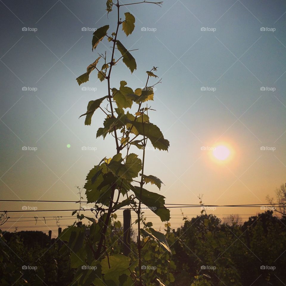Sunset in the vineyard with a rogue grape vine