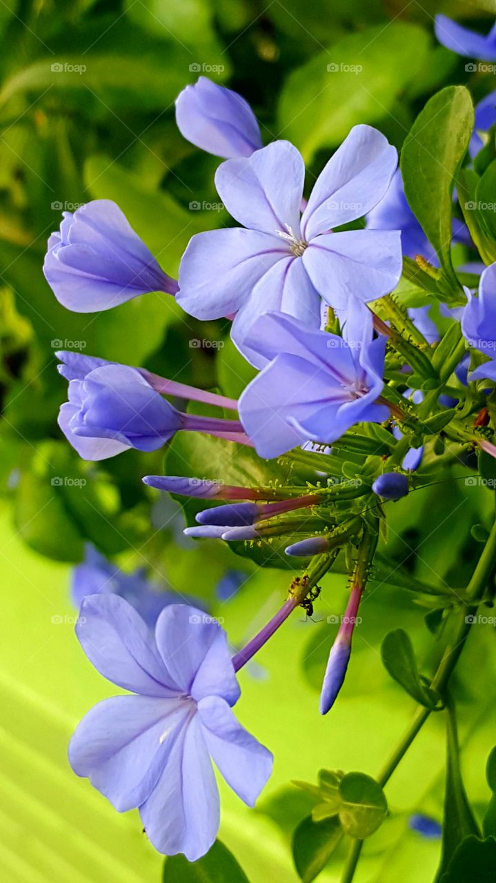 purple  flower