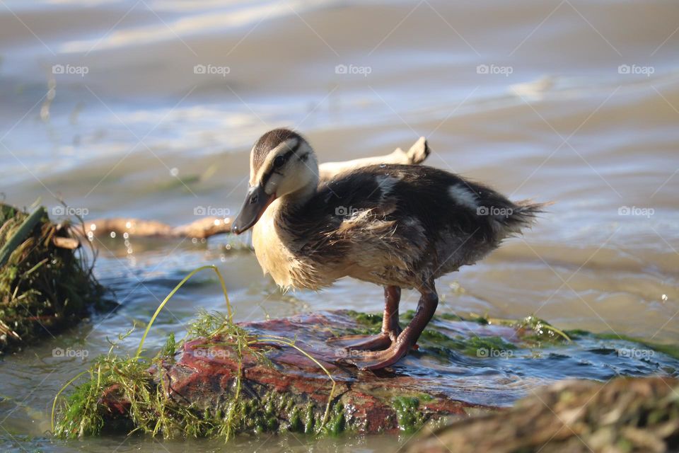 Mallard duckling