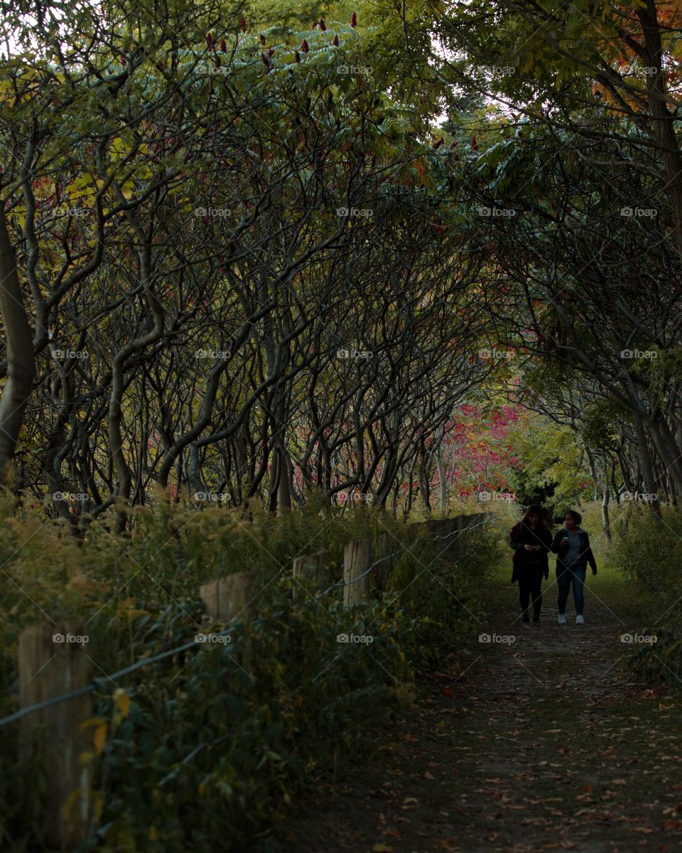 A forest during autumn at dusk