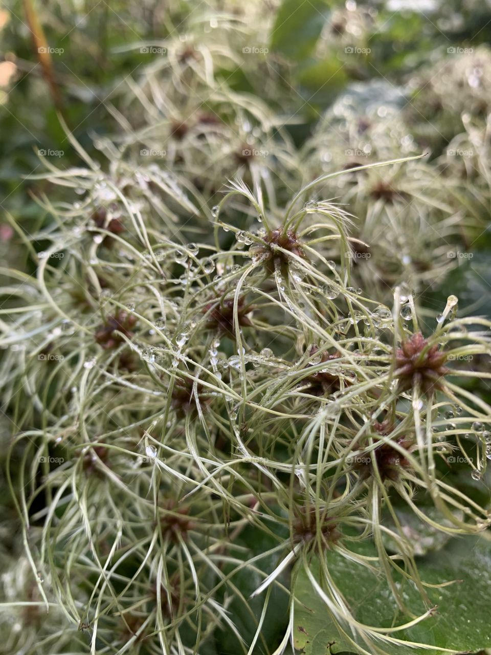 Natural beauty after rain 🌧