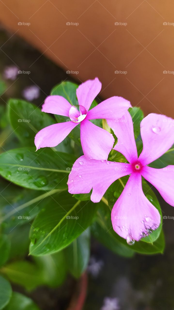 Pearls on petals